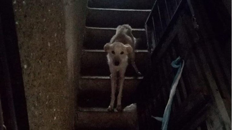 Užas u Zagorju! 4 psa na rubu smrti, a institucije ne reagiraju